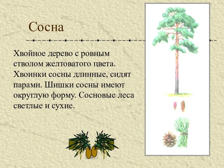 Сосна Хвойное дерево с ровным стволом желтоватого цвета. Хвоинки сосны длинные,