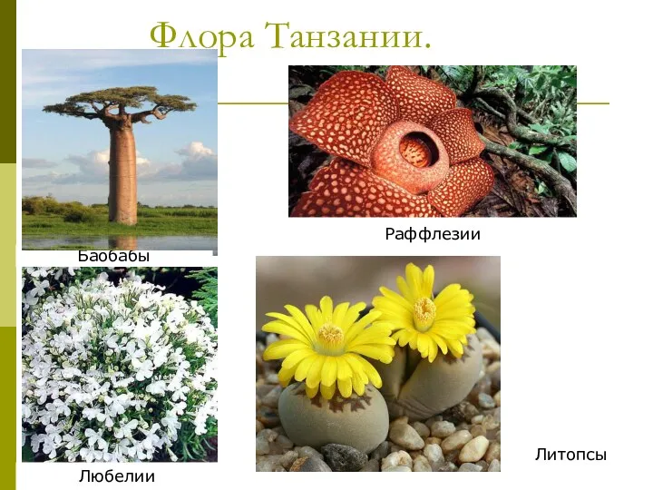 Флора Танзании. Баобабы Раффлезии Любелии Литопсы