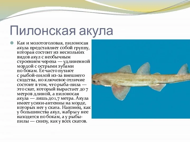 Пилонская акула Как и молотоголовая, пилоносая акула представляет собой группу, которая