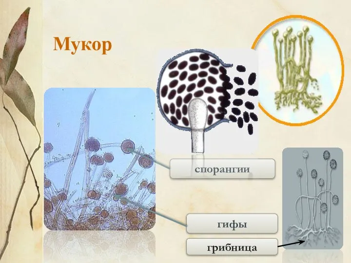 спорангии гифы Мукор грибница