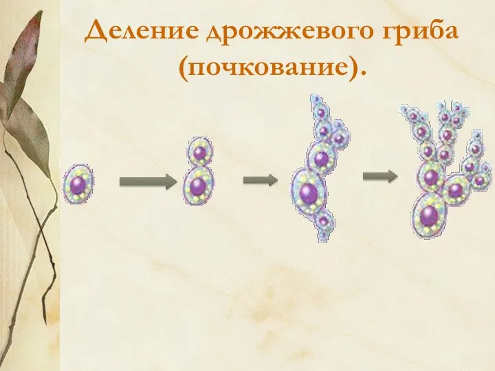 Деление дрожжевого гриба (почкование).