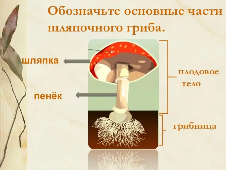 Обозначьте основные части шляпочного гриба. плодовое тело грибница шляпка пенёк