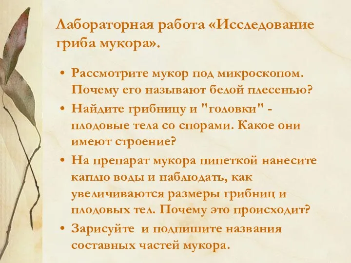 Лабораторная работа «Исследование гриба мукора». Рассмотрите мукор под микроскопом. Почему его