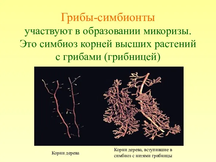 Грибы-симбионты участвуют в образовании микоризы. Это симбиоз корней высших растений с