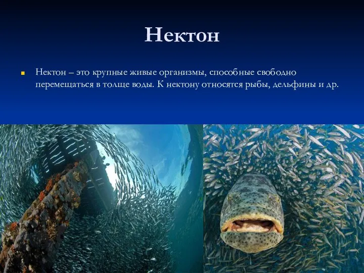 Нектон Нектон – это крупные живые организмы, способные свободно перемещаться в