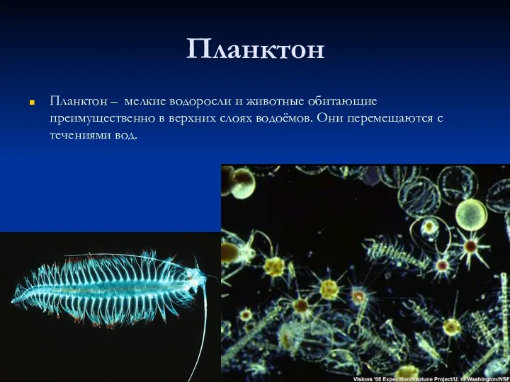 Планктон Планктон – мелкие водоросли и животные обитающие преимущественно в верхних