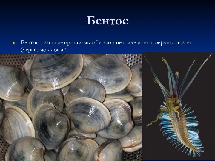 Бентос Бентос – донные организмы обитающие в иле и на поверхности дна (черви, моллюски).