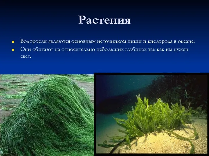 Растения Водоросли являются основным источником пищи и кислорода в океане. Они