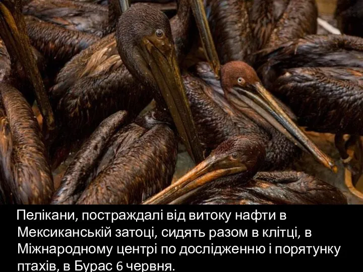 Пелікани, постраждалі від витоку нафти в Мексиканській затоці, сидять разом в