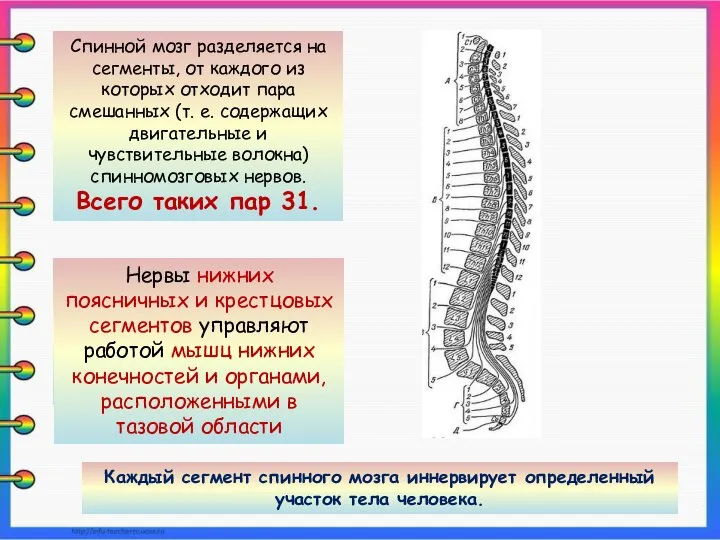 Спинной мозг разделяется на сегменты, от каждого из которых отходит пара