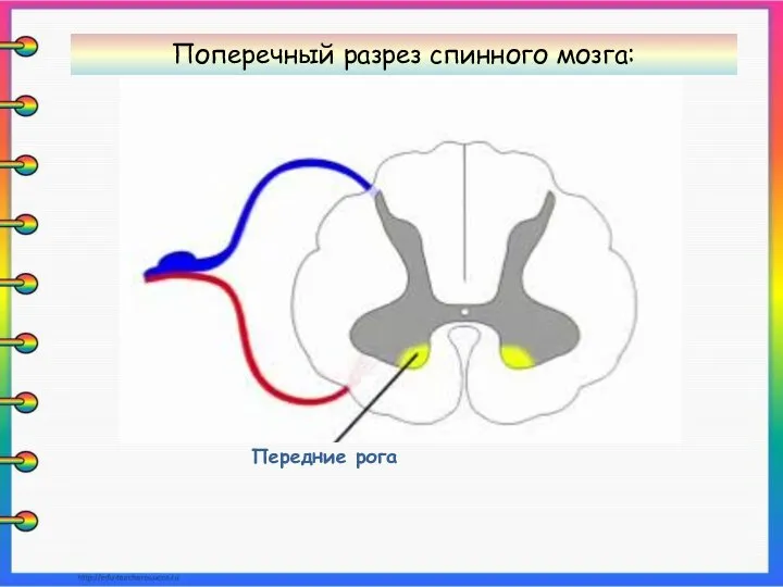 Передние рога Поперечный разрез спинного мозга: