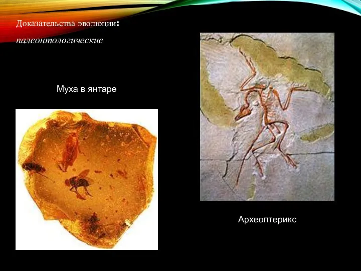 Доказательства эволюции: палеонтологические Археоптерикс Муха в янтаре