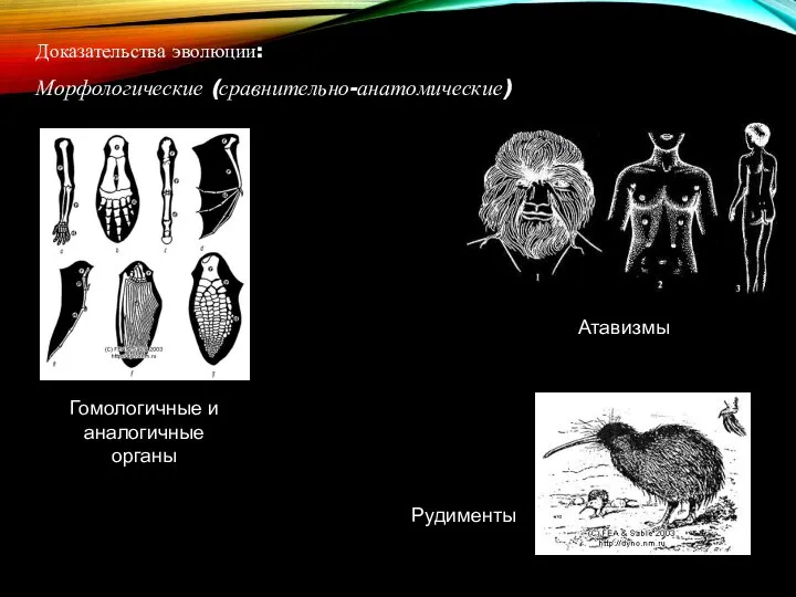 Доказательства эволюции: Морфологические (сравнительно-анатомические) Гомологичные и аналогичные органы Атавизмы Рудименты