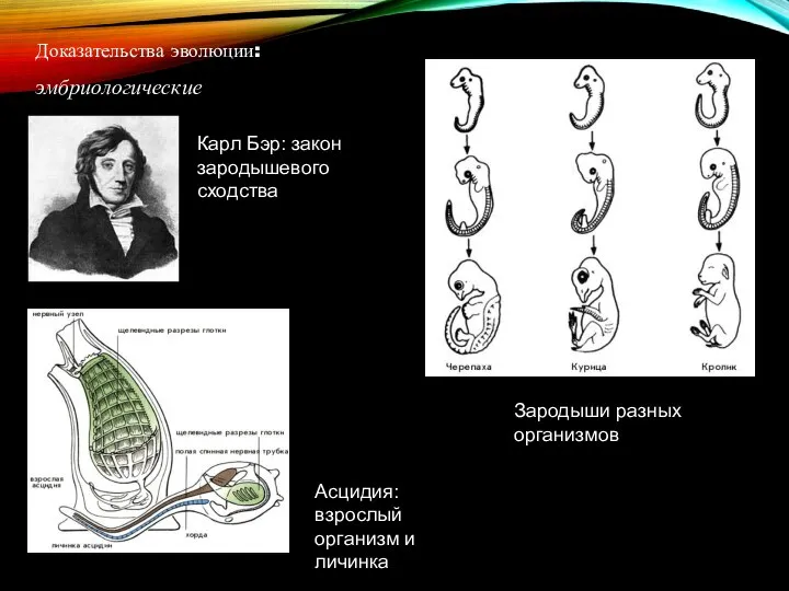 Доказательства эволюции: эмбриологические Карл Бэр: закон зародышевого сходства Асцидия: взрослый организм и личинка Зародыши разных организмов