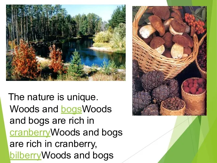 The nature is unique. Woods and bogsWoods and bogs are rich