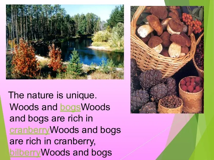 The nature is unique. Woods and bogsWoods and bogs are rich