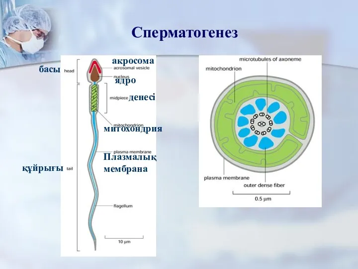 Сперматогенез ядро митохондрия Плазмалық мембрана акросома басы денесі құйрығы