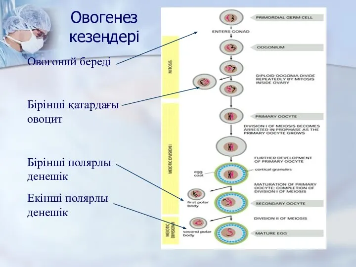 Овогенез кезеңдері Овогоний береді Бірінші қатардағы овоцит Бірінші полярлы денешік Екінші полярлы денешік