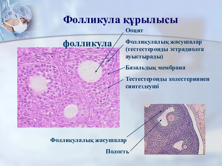 Фолликула құрылысы фолликула Ооцит Фолликулалық жасушалар (тестестеронды эстрадиолға ауыстырады)‏ Базальдық мембрана