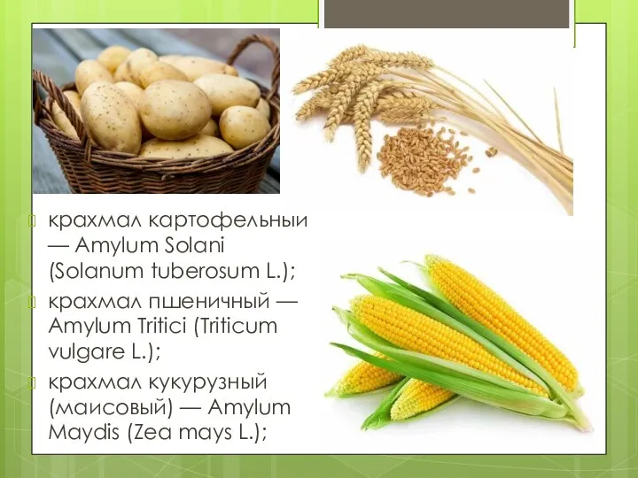 крахмал картофельный — Amylum Solani (Solanum tuberosum L.); крахмал пшеничный —