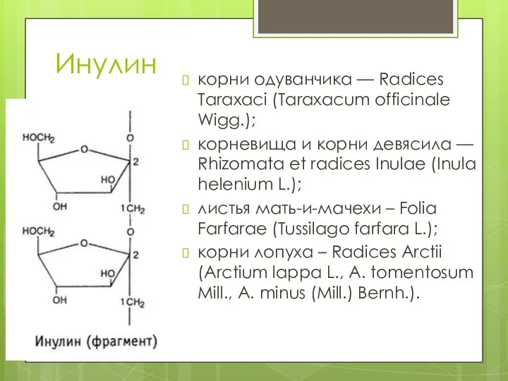 Инулин корни одуванчика — Radices Taraxaci (Taraxacum officinale Wigg.); корневища и