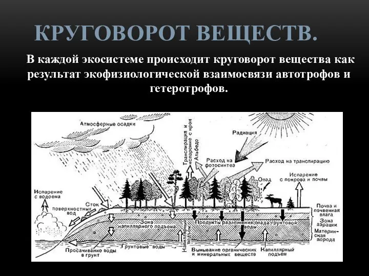 В каждой экосистеме происходит круговорот вещества как результат экофизиологической взаимосвязи автотрофов и гетеротрофов. КРУГОВОРОТ ВЕЩЕСТВ.