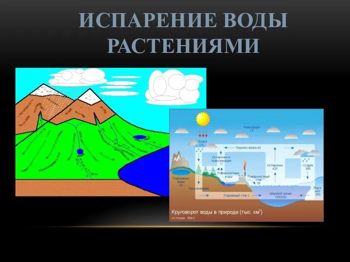 ИСПАРЕНИЕ ВОДЫ РАСТЕНИЯМИ