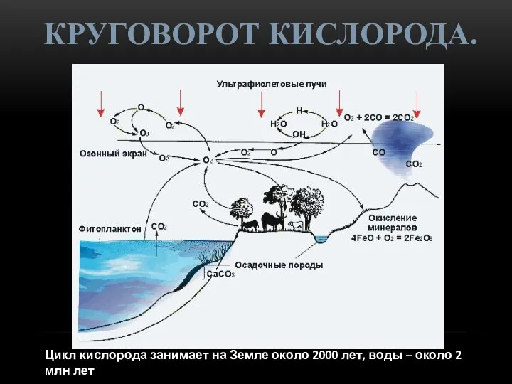 Цикл кислорода занимает на Земле около 2000 лет, воды – около 2 млн лет КРУГОВОРОТ КИСЛОРОДА.