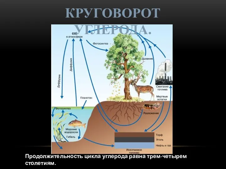 Продолжительность цикла углерода равна трем-четырем столетиям. КРУГОВОРОТ УГЛЕРОДА.