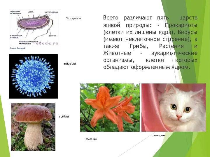 Всего различают пять царств живой природы: - Прокариоты (клетки их лишены