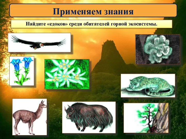 Применяем знания Найдите «едоков» среди обитателей горной экосистемы.