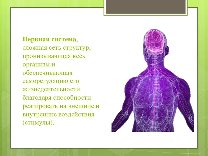 Нервная система, сложная сеть структур, пронизывающая весь организм и обеспечивающая саморегуляцию