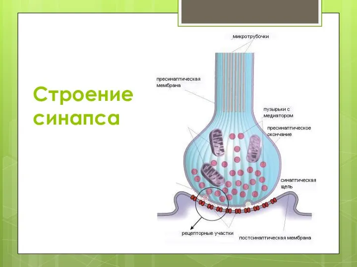 Строение синапса