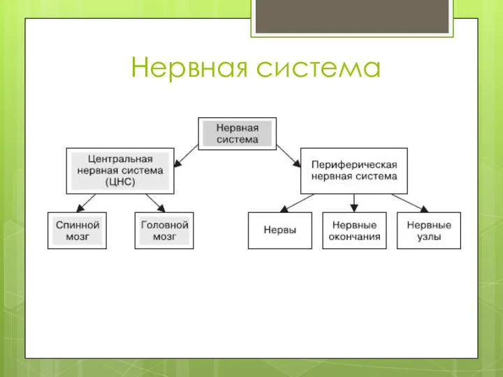 Нервная система