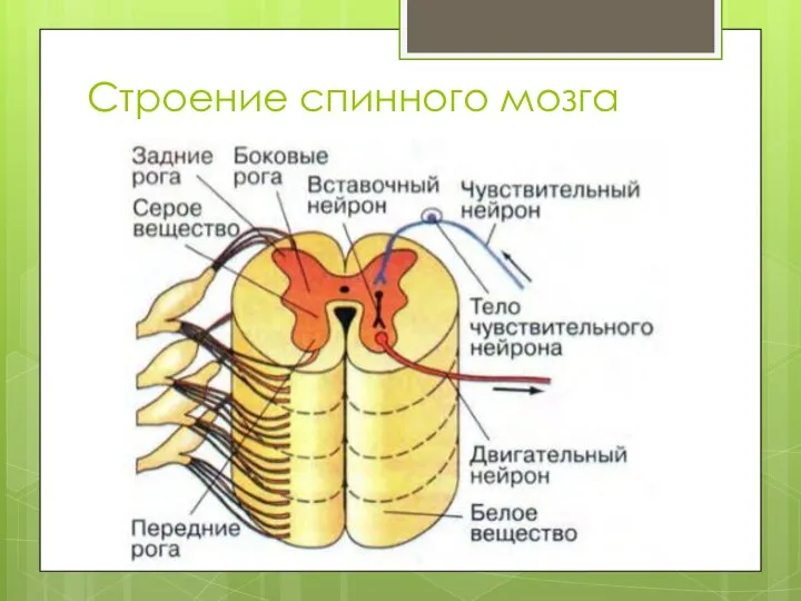 Строение спинного мозга