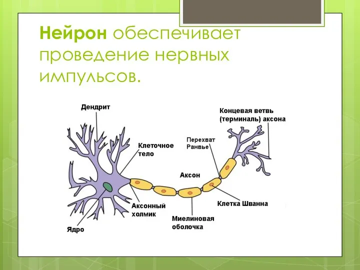 Нейрон обеспечивает проведение нервных импульсов.