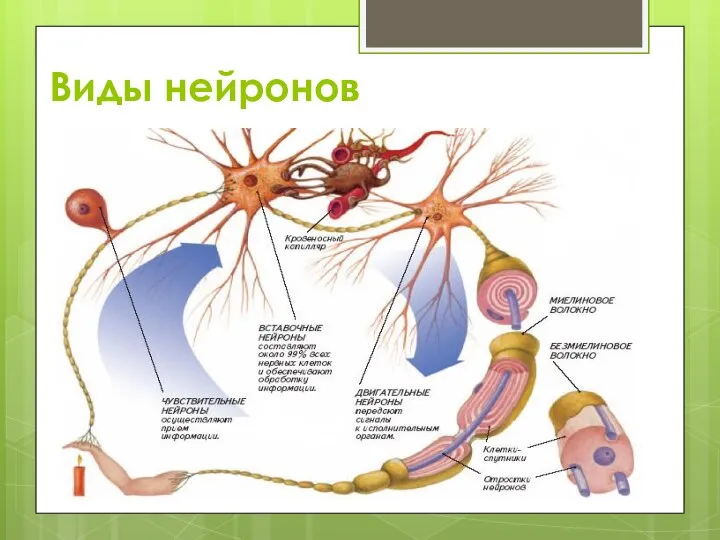 Виды нейронов