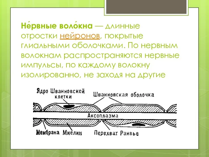 Не́рвные воло́кна — длинные отростки нейронов, покрытые глиальными оболочками. По нервным