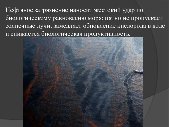 Нефтяное загрязнение наносит жестокий удар по биологическому равновесию моря: пятно не