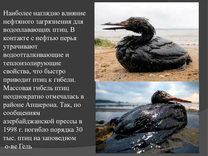 Наиболее наглядно влияние нефтяного загрязнения для водоплавающих птиц. В контакте с