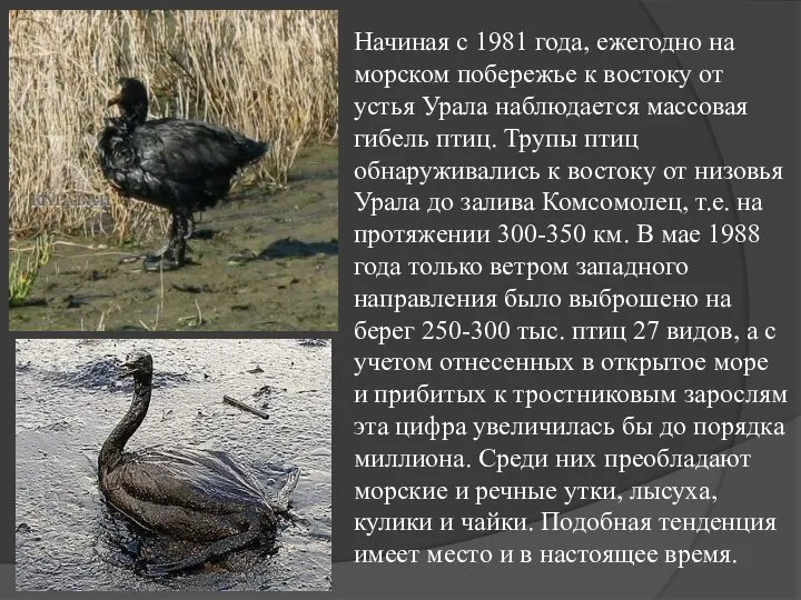 Начиная с 1981 года, ежегодно на морском побережье к востоку от