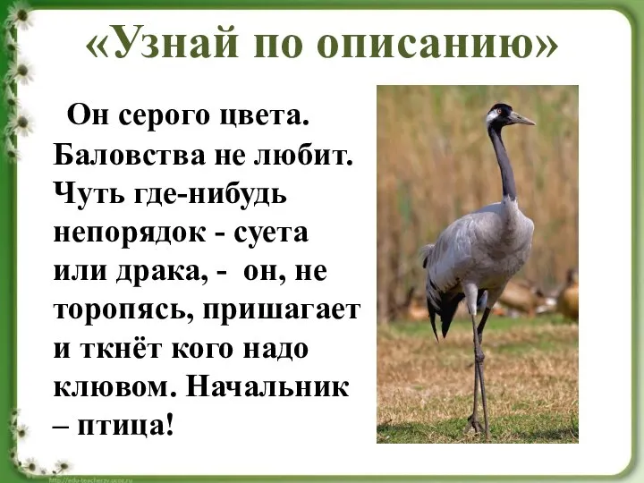 «Узнай по описанию» Он серого цвета. Баловства не любит. Чуть где-нибудь