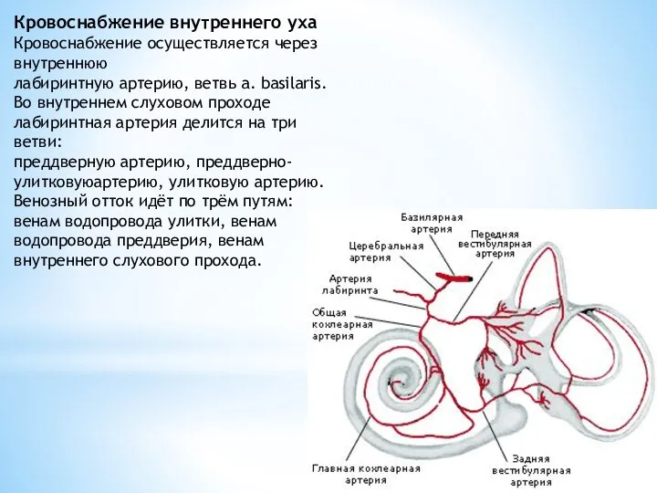 Кровоснабжение внутреннего уха Кровоснабжение осуществляется через внутреннюю лабиринтную артерию, ветвь a.