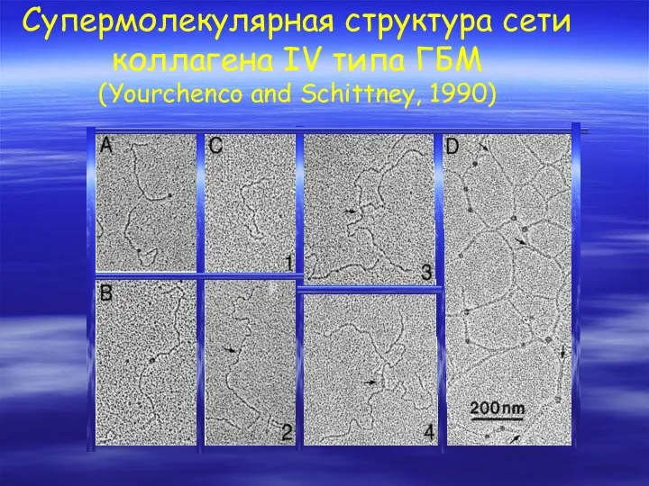 Супермолекулярная структура сети коллагена IV типа ГБМ (Yourchenco and Schittney, 1990)