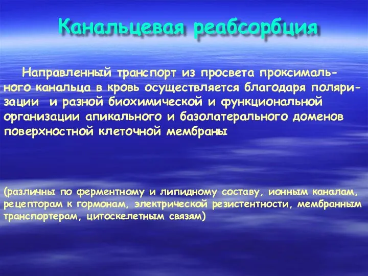 Канальцевая реабсорбция Направленный транспорт из просвета проксималь-ного канальца в кровь осуществляется