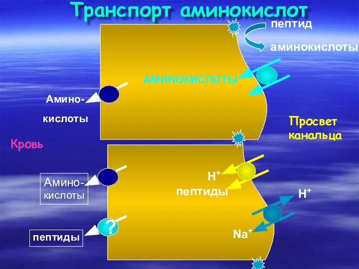 Транспорт аминокислот Альбумин Кровь Просвет канальца пептид аминокислоты АМИНОКИСЛОТЫ Амино- кислоты