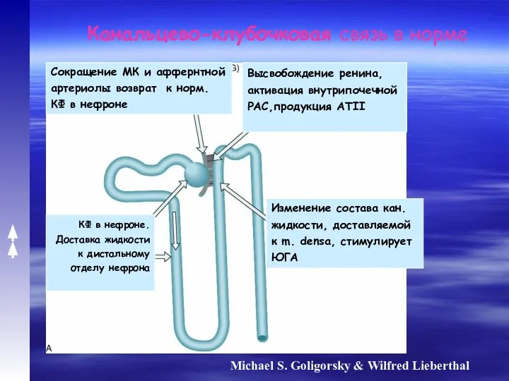 Michael S. Goligorsky & Wilfred Lieberthal Канальцево-клубочковая связь в норме КФ