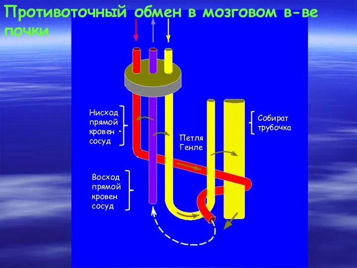 Нисход прямой кровен сосуд Восход прямой кровен сосуд Петля Генле Собират