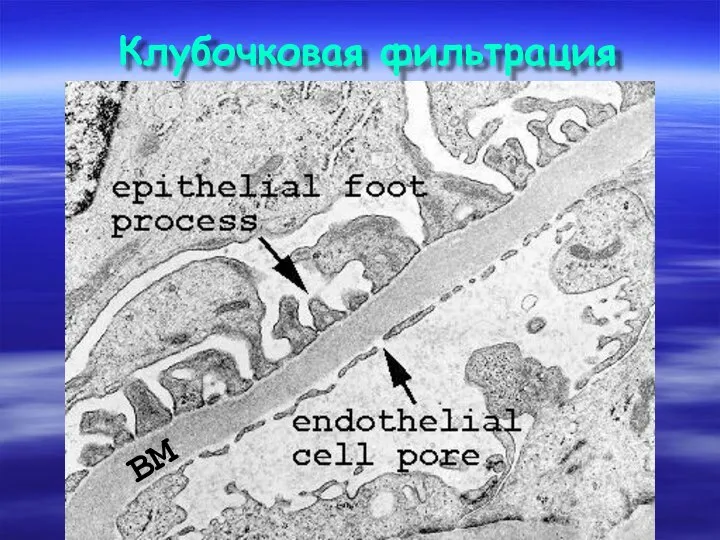 Клубочковая фильтрация ВМ