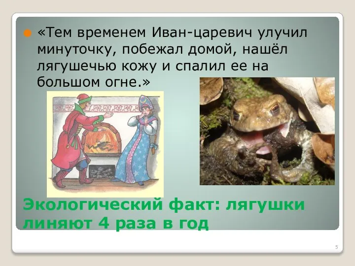 Экологический факт: лягушки линяют 4 раза в год «Тем временем Иван-царевич